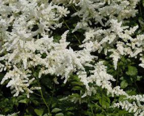 Group of white astilbe plumes above medium green foliage
