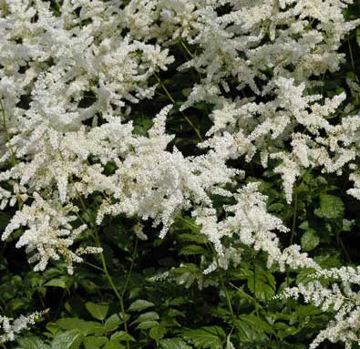 Group of white astilbe plumes above medium green foliage