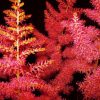 close up pink to orange fluffy astilbe plumes