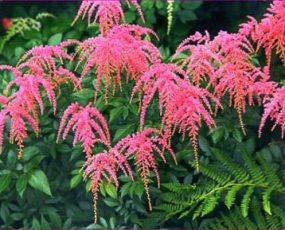 Pink drooping astilbe plumes among ferns
