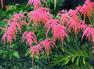 Pink drooping astilbe plumes among ferns