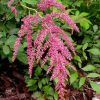 Pink astilbe leaning over green serrated foliage