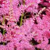 close up of tiny pink flowers on astilbe plumes