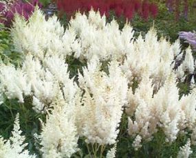 Many creamy white astilbe in the landscape
