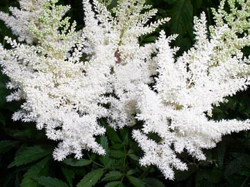 White astilbe from above with dark faded background