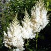 3 fluffy white astilbe plumes with green foliage in the background