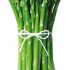 A bundle of Mary Washington asparagus, standing vertically, tied with a white piece of yarn against a white background