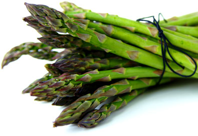 A horizontal bundle of KB3 Hybrid Asparagus, tied with a piece of black string against a white background
