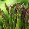 The tops of Jersey Giant Asparagus with a green field faded in the background
