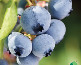 Blueberry 'Biloxi'