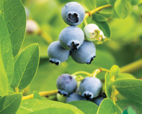 Blueberry 'Bluecrop'