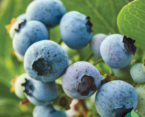 Blueberry 'Northland'