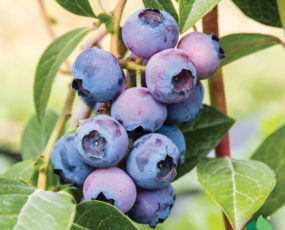 Blueberry 'Patriot'