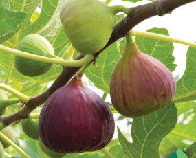 Fig, 'Chicago' Hardy