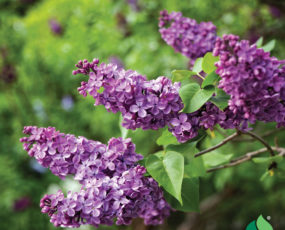 Syringa vulgaris (Common lilac)