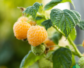 Raspberry 'Fall Gold'