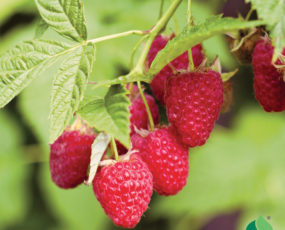 Raspberry 'Heritage'