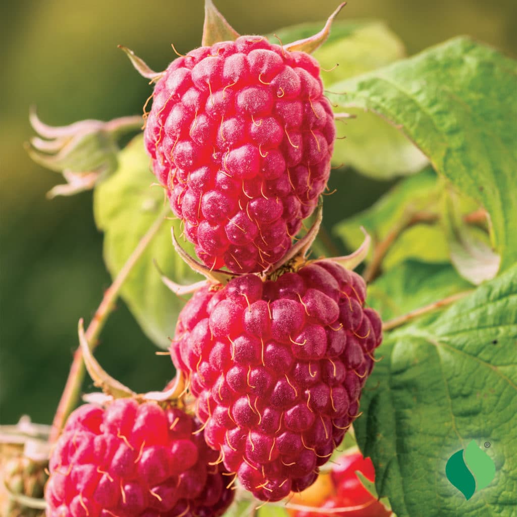 Balmoral Raspberry Raspberry 'Latham' - Degroot
