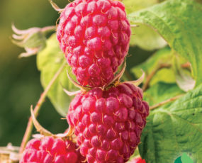 Raspberry 'Latham'