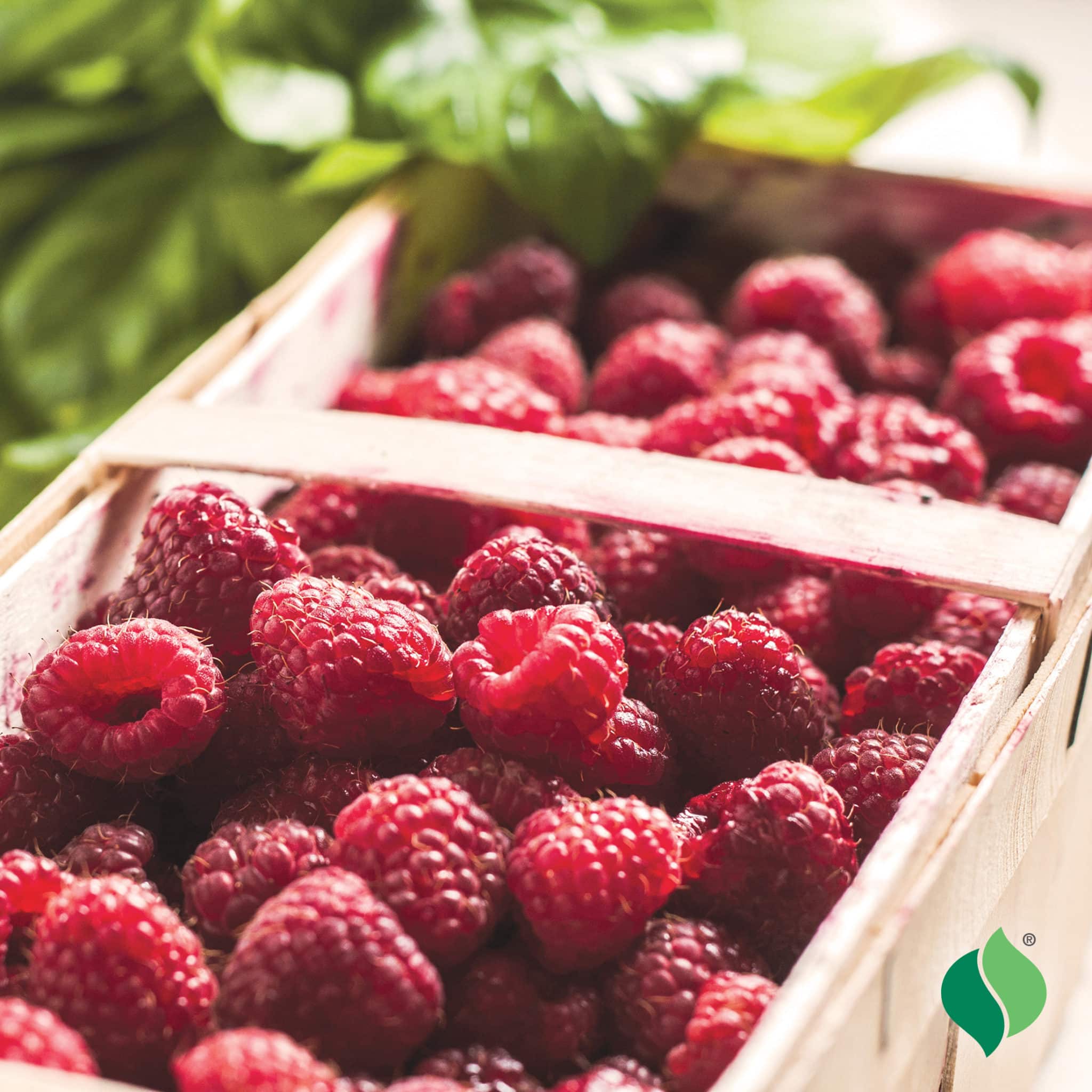 Balmoral Raspberry Raspberry 'Latham' - Degroot
