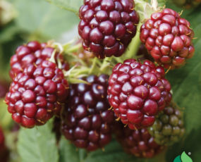 Raspberry 'Royalty'