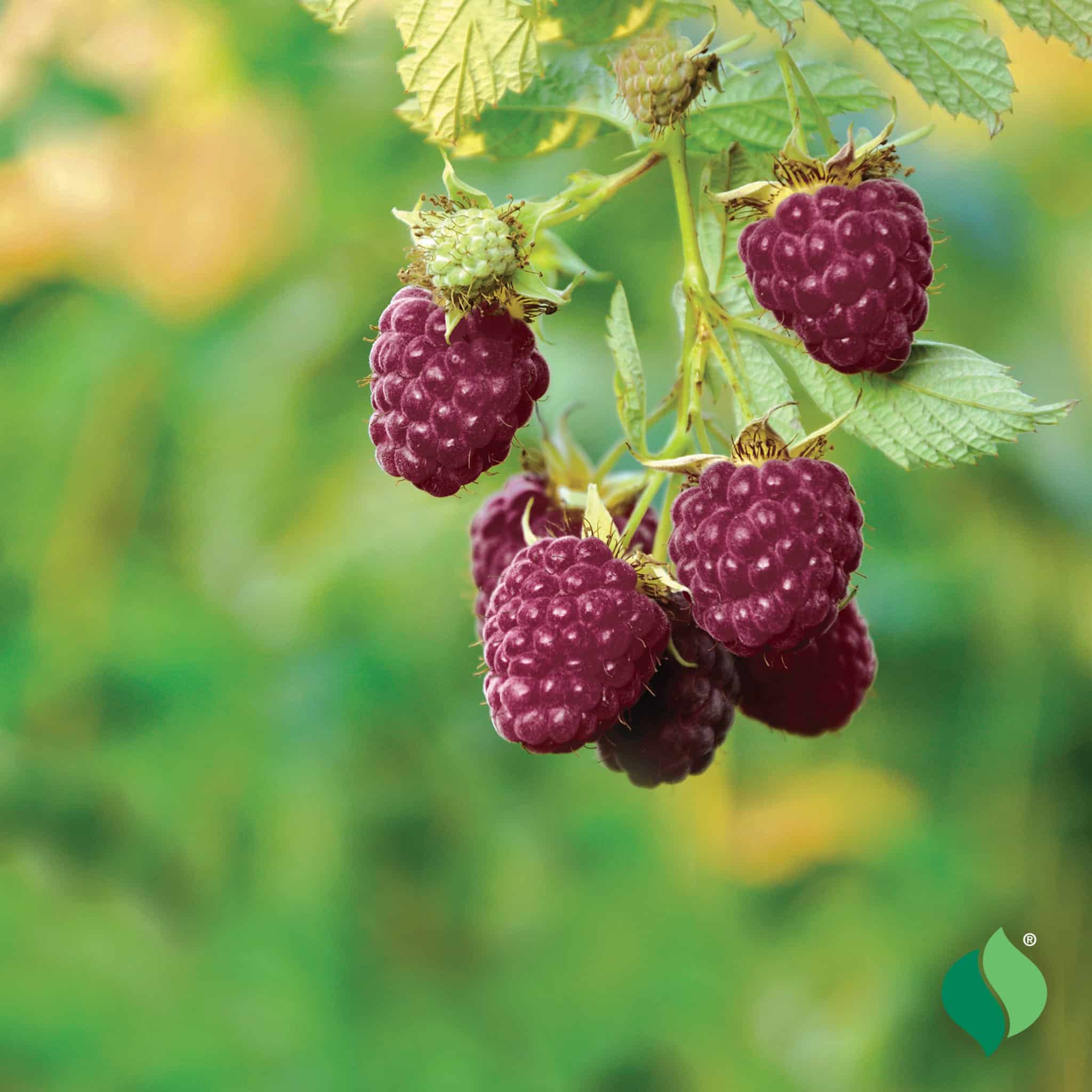 Reyes Raspberry Raspberry 'Royalty' - Degroot