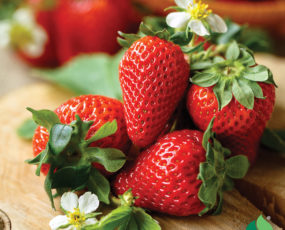 Strawberry 'Honeoye' Junebearing