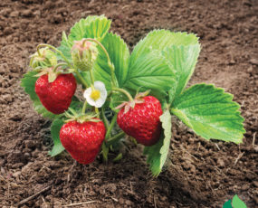 Strawberry 'Ozark Beauty' Everbearing