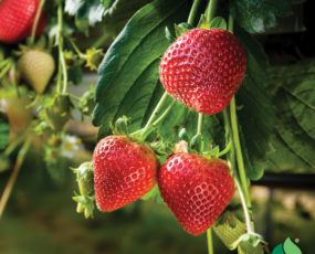Strawberry 'Quinault' Everbearing