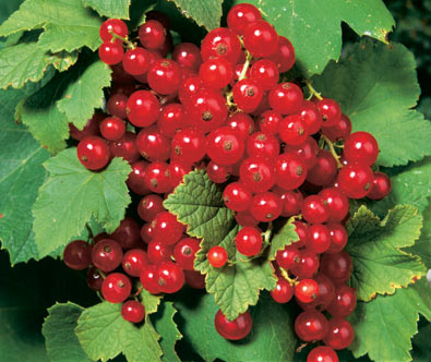cluster of 'Red Lake' Currants on a branch