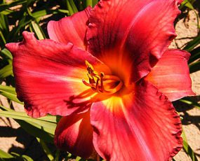 Daylily Jay