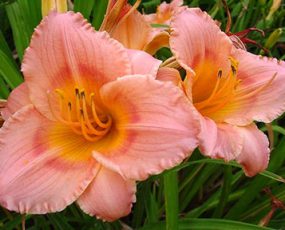 Daylily Siloam Little Girl