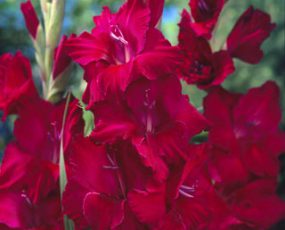 Gladiolus 'Dark Red'