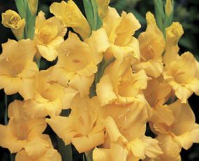 Gladiolus 'Yellow'