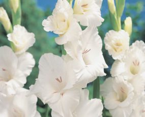 Gladiolus 'White'