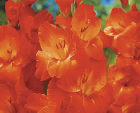 Gladiolus 'Orange'