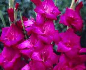 Gladiolus 'Purple'