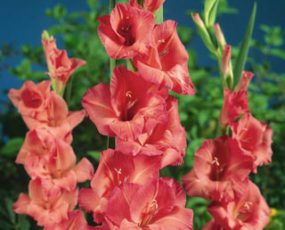Gladiolus 'Salmon'
