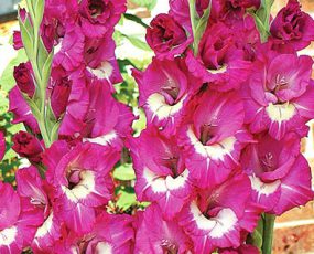 Gladiolus 'Rhapsody In Blue', Premium