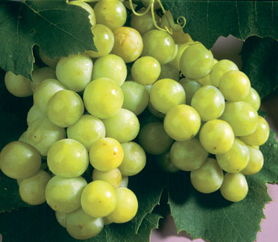 a cluster of grape 'Niagara' on a vine