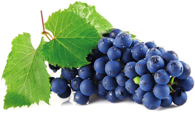 Grape 'Concord Seedless' Blue - Degroot