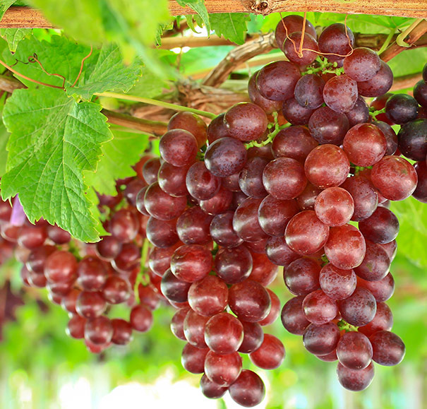 Grape 'Reliance Seedless' red (Patent #5174) - Degroot