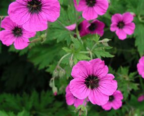 Geranium (Hardy Geranium or Crane's Bill) sanguineum 'Patricia'