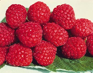 Raspberry 'Latham' - Degroot