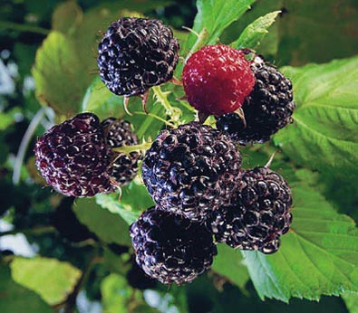 Cluster of raspberry jewel berries on the end of a branch