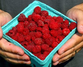 Raspberry 'September'