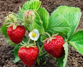 Strawberry 'Fort Laramie' Everbearing
