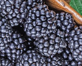 Blackberries