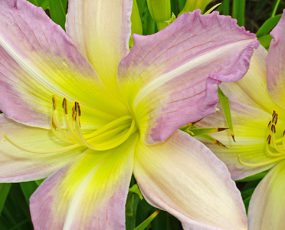 Hemerocallis (Daylily) 'Platinum Palette'