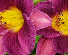 Fresh Dug Perennials